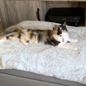 Meet your Posher, Vee